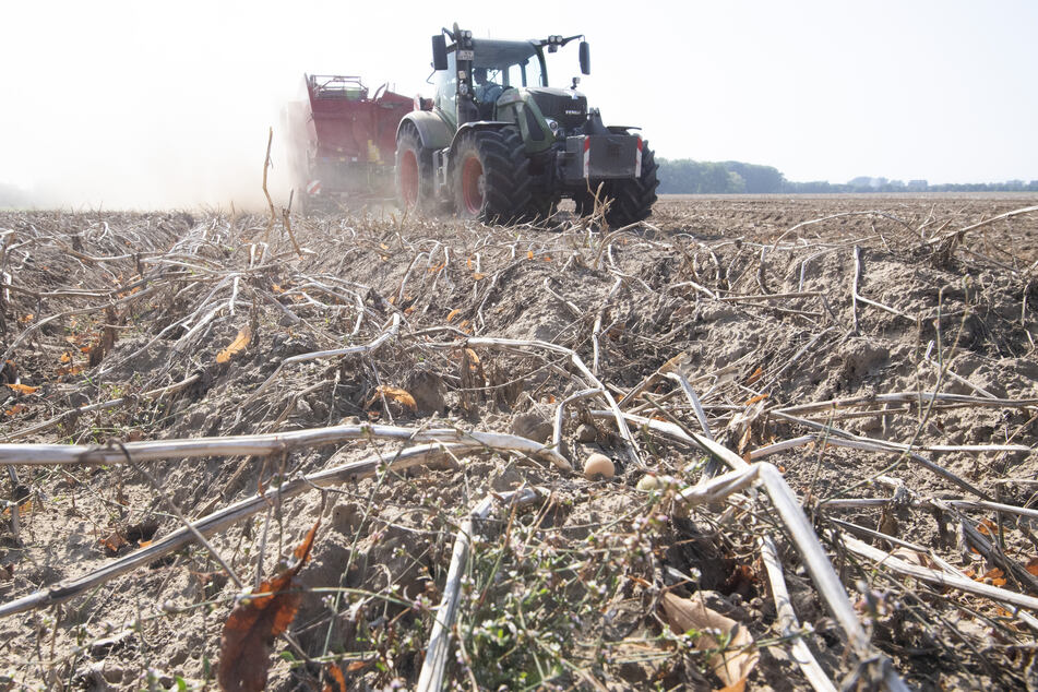 Die Lage sei mittlerweile "flächendeckend existenzbedrohend", erklärte Lutz Trautmann, Vizepräsident des Bauernverbands.