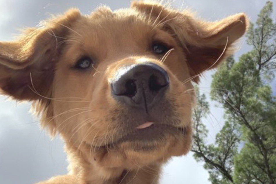 Hund Buddy hat auf einem wildfremden Telefon dieses süße Selfie hinterlassen.