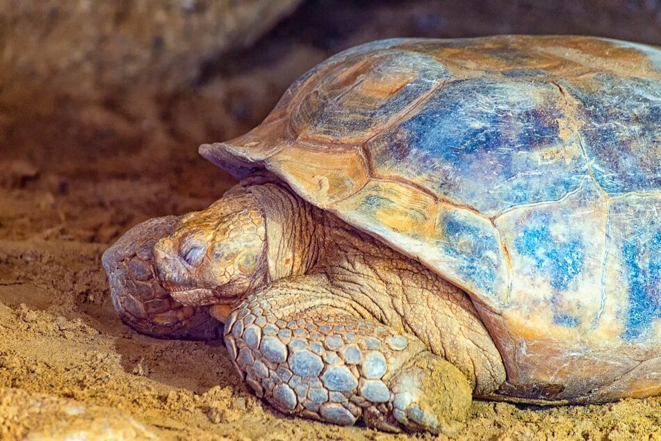 Viele Schildkröten machen eine monatelange Winterruhe.