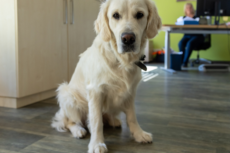 Auch Bürohund Flocke freut sich auf neue Mitstreiter – und Streicheleinheiten ;-)