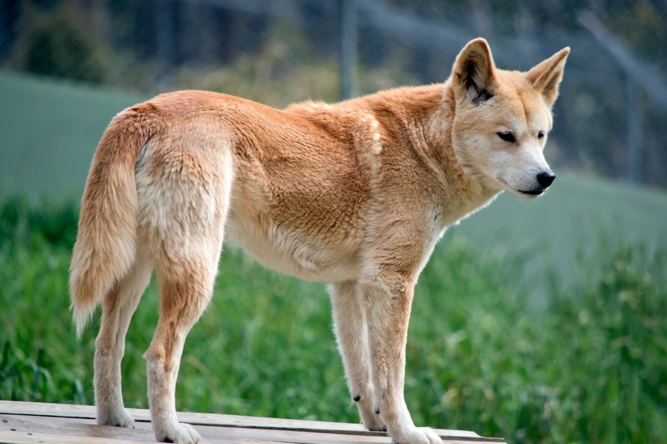 Der Neuguinea-Dingo wird selten in Privathaushalten gehalten.