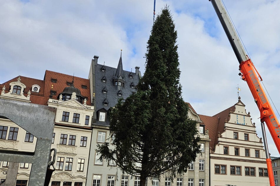 Leipzig: 21 Meter hoch! Das ist der diesjährige Leipziger Weihnachtsbaum