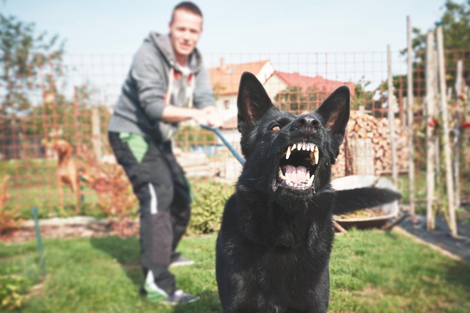 The US Postal Service reveals where mail carriers are most likely to get attacked by a dog. It's California.