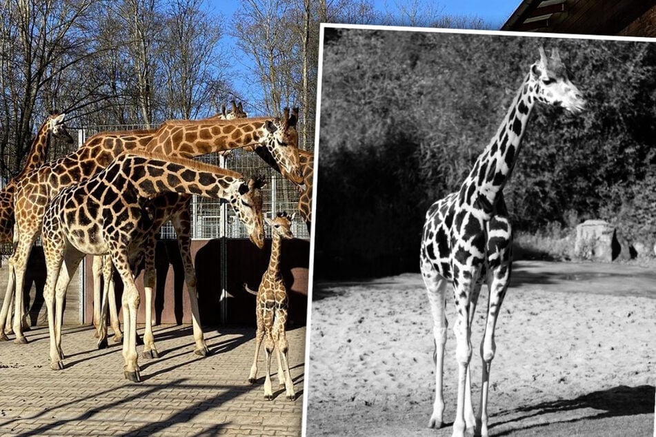 Trauriger Abschied im Leipziger Zoo: Älteste Giraffenkuh Ashanti eingeschläfert!