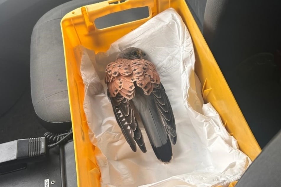 Der verletzte Turmfalke wurde zu einem Tierarzt gebracht.