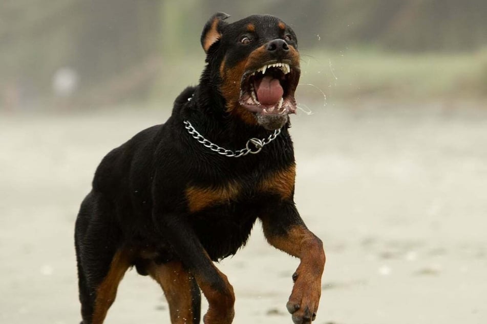 In der Südpfalz kam es am gestrigen Samstag zu einer schweren Beißattacke eines frei laufenden Hundes gegenüber mehreren Passanten. (Symbolfoto)