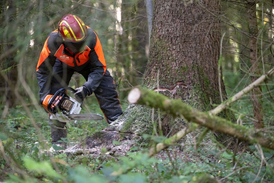 In Göttingen wurde ein Arbeiter bei Fällarbeiten von einem Baum erschlagen. (Symbolfoto)