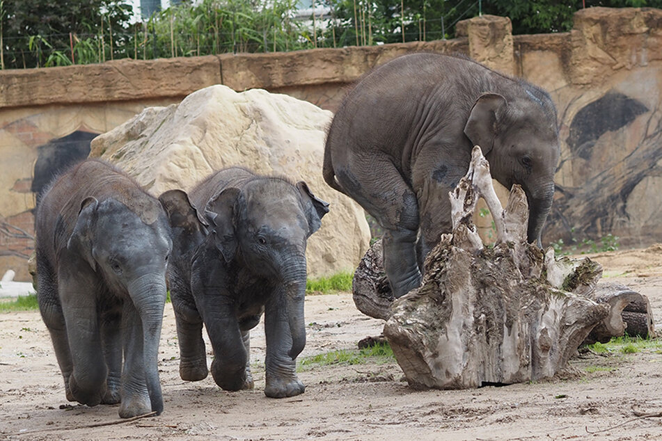 Wildes Getummel im Leipziger Zoo: Die jungen Elefanten halten alle auf Trab