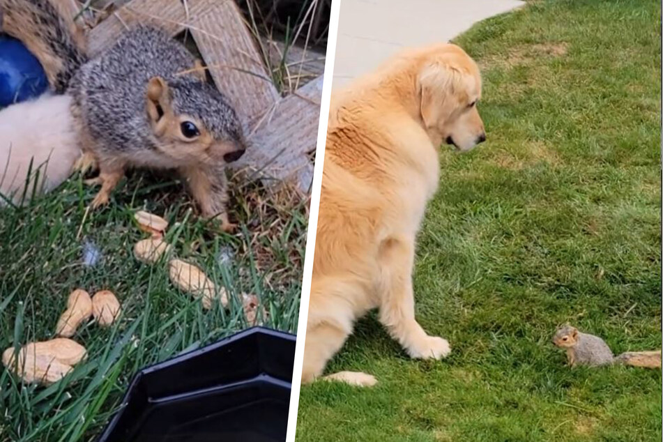 Aimee Wright was minding her own business in the garden when a baby squirrel sat down right in front of her golden retriever, Flint.