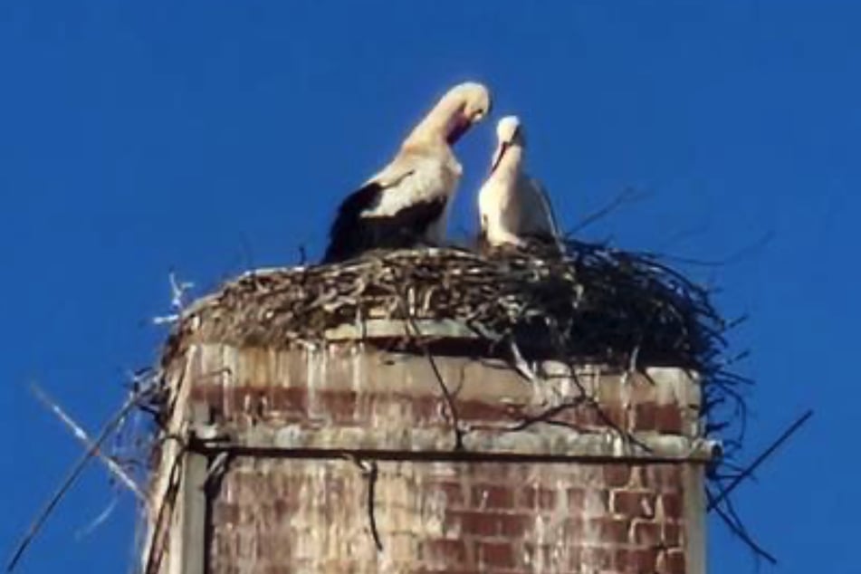 Possi und Possine sind wieder vereint.