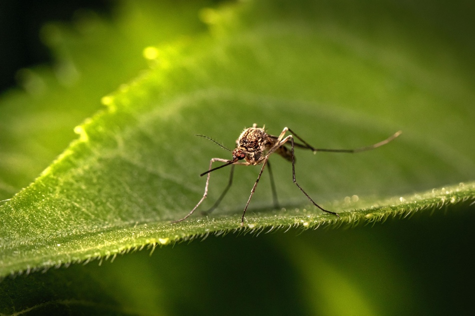 Mosquitoes are generally harmless, but if a bite swells up significantly you should see a doctor.