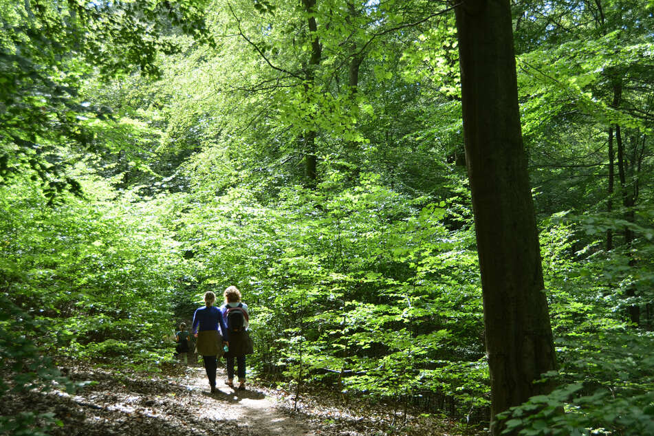 Im Naturpark Kellerwald-Edersee wurden spezielle Wanderwege als "Kellerwald-Juwele" ausgezeichnet.