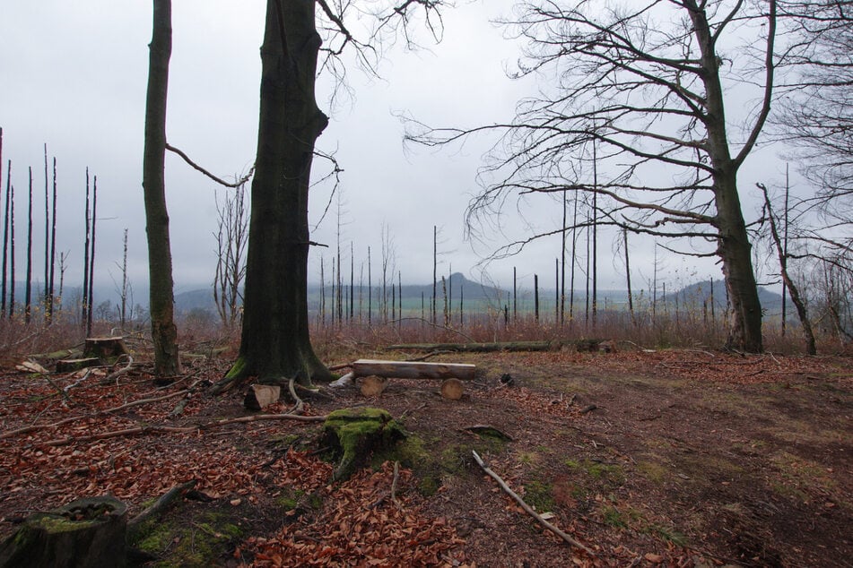 Vom Aussichtspunkt "Langes Horn" bietet sich ein toller Ausblick auf den Zirkelstein.