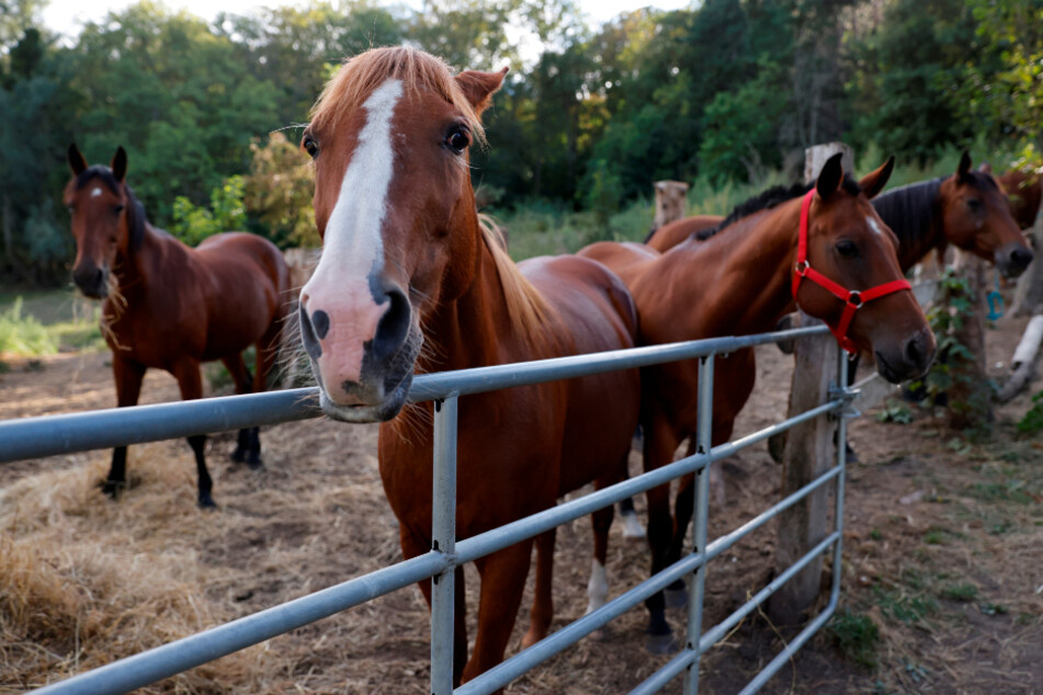 Pferde stehen in einem Gehege vor einem Treffen der örtlichen Behörden und Pferdezüchtern, deren Tiere Opfer von Verstümmelungsangriffen geworden sind.