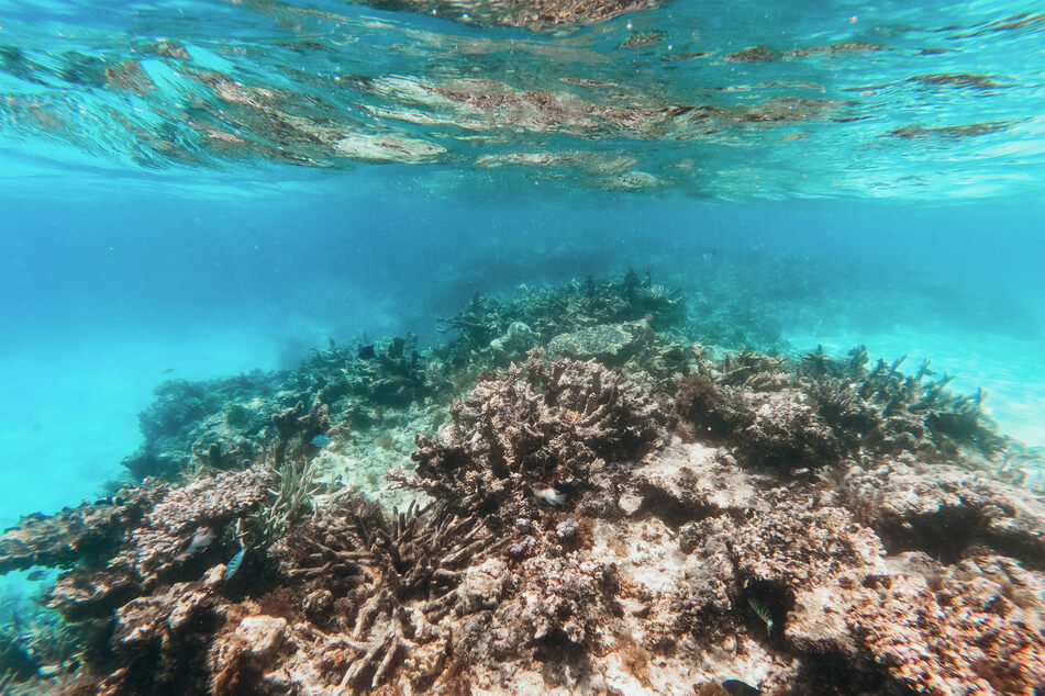 When ocean temperatures rise, coral bleaching events see huge ecosystems destroyed.