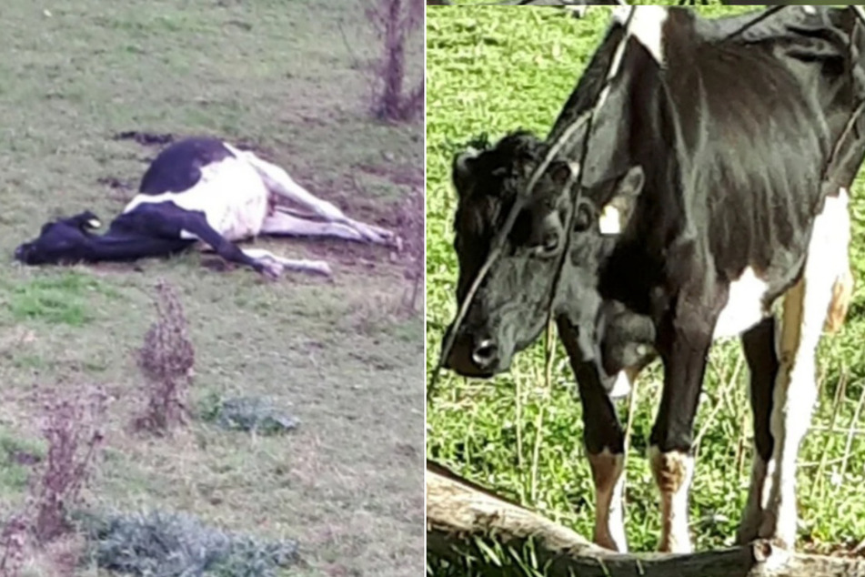 Dresden Schlimmer Tiermissbrauch In Sachsen Liess Ein Bauer Seine Kuhe Elendig Sterben Tag24