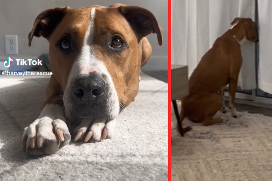 Adopted dog religiously peers out of window for one heartwarming reason