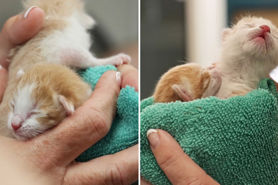 Rescuers race to save newborn kittens found zip-tied together outside of a shopping center