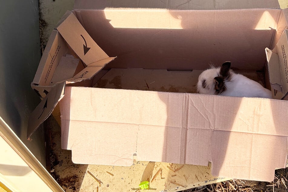 Eines der Kaninchen hat die qualvollen Stunden und Tage in dem Altkleidercontainer gerade so überlebt.