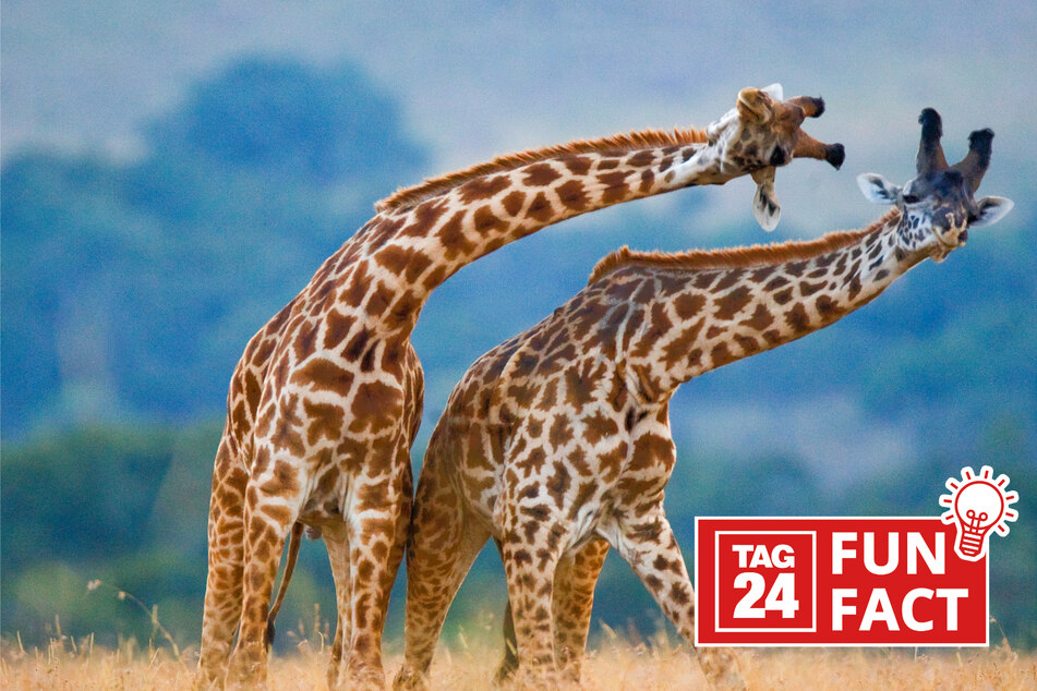 Fun Fact des Tages vom 31.3.2024: Das wusstest Du noch nicht über Giraffen