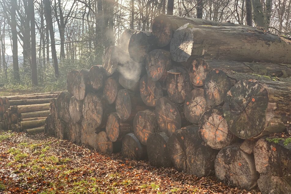 Vor Ort fanden die Feuerwehrleute einen brennenden Baumstamm-Stapel vor, der rasch gelöscht werden konnte.
