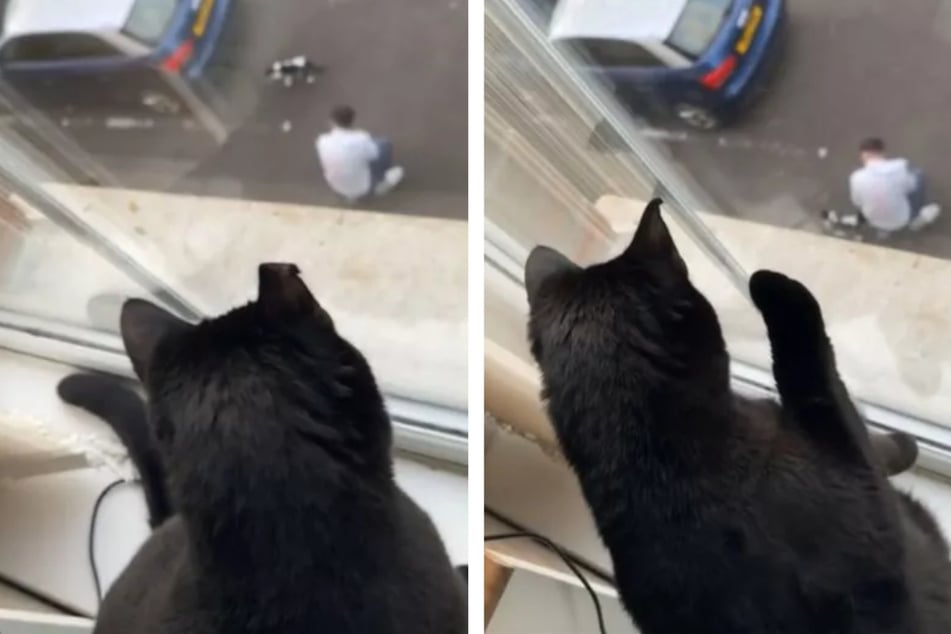 Katze ist empört, als sie sieht, was ihr Besitzer unten auf der Straße macht