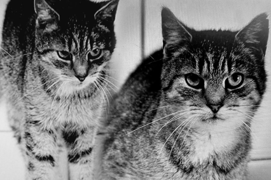 Kater Paul Purzel ist am Mittwoch nach schwerer Krankheit verstorben. Er war der älteste Bewohner des Tierheims Delitzsch.
