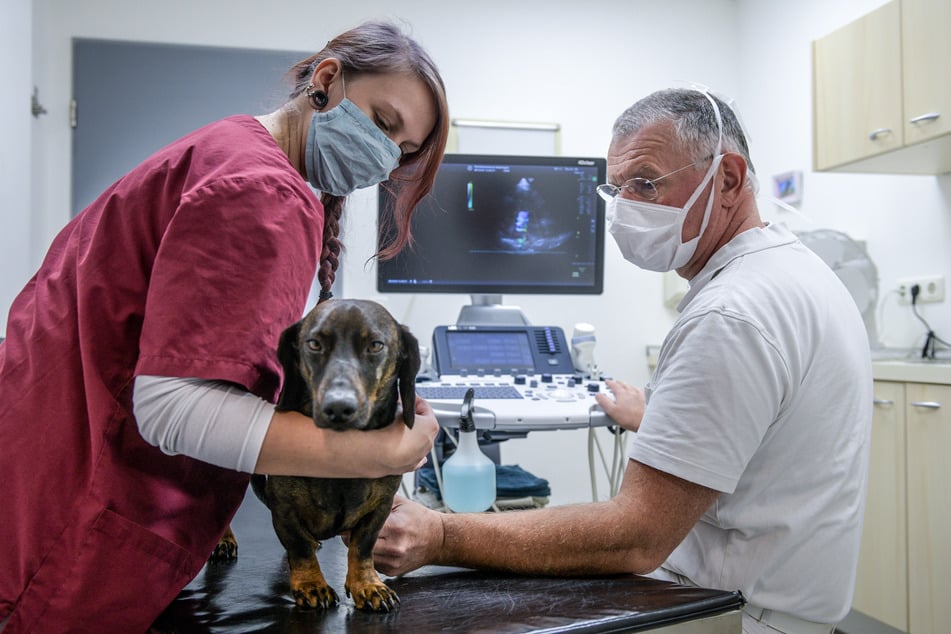 Veterinärmediziner werden in Sachsen in Leipzig ausgebildet. In der Stadt gibt es auch die meisten Tierärzte in Niederlassungen. (Symbolfoto)