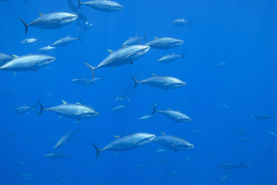 Bluefin tuna are incredibly fast fish