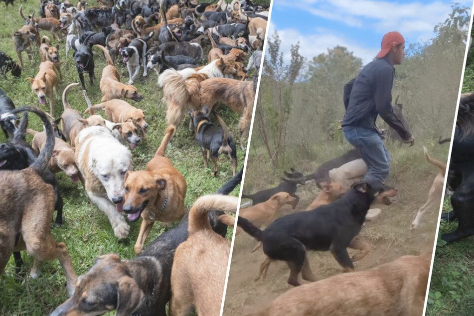 Dog paradise? Thousands of pups roam in mountain oasis