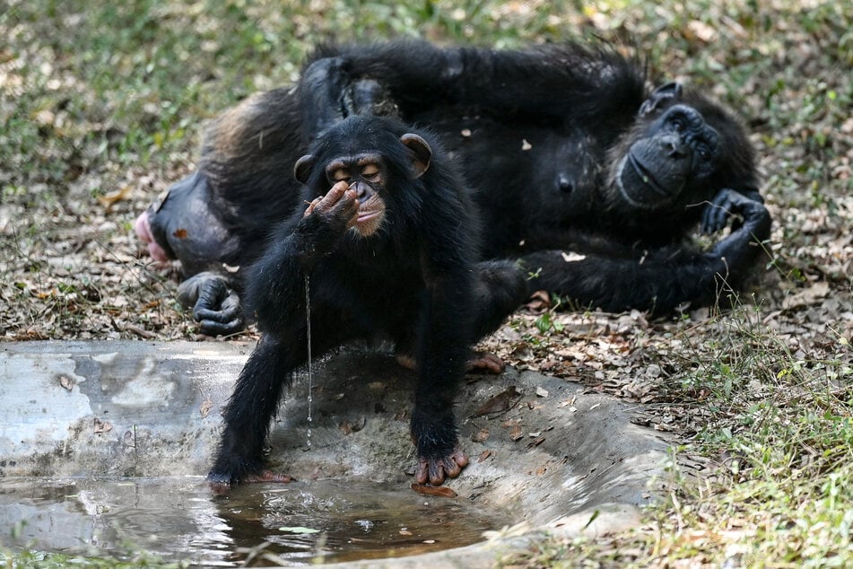 A baby chimpanzee drinks water at an enclosure during a hot summer day at the Arignar Anna Zoological Park in Chennai on May 30, 2024.