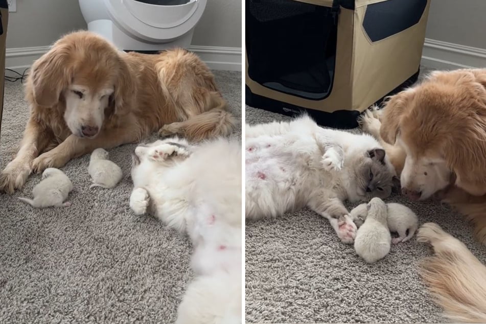 The cat rolls around proudly in front of the golden retriever, showing off her cute fur babies.