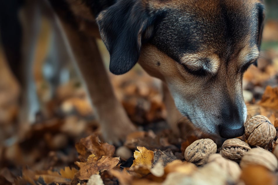 Sind Walnüsse gefährlich für Hunde?