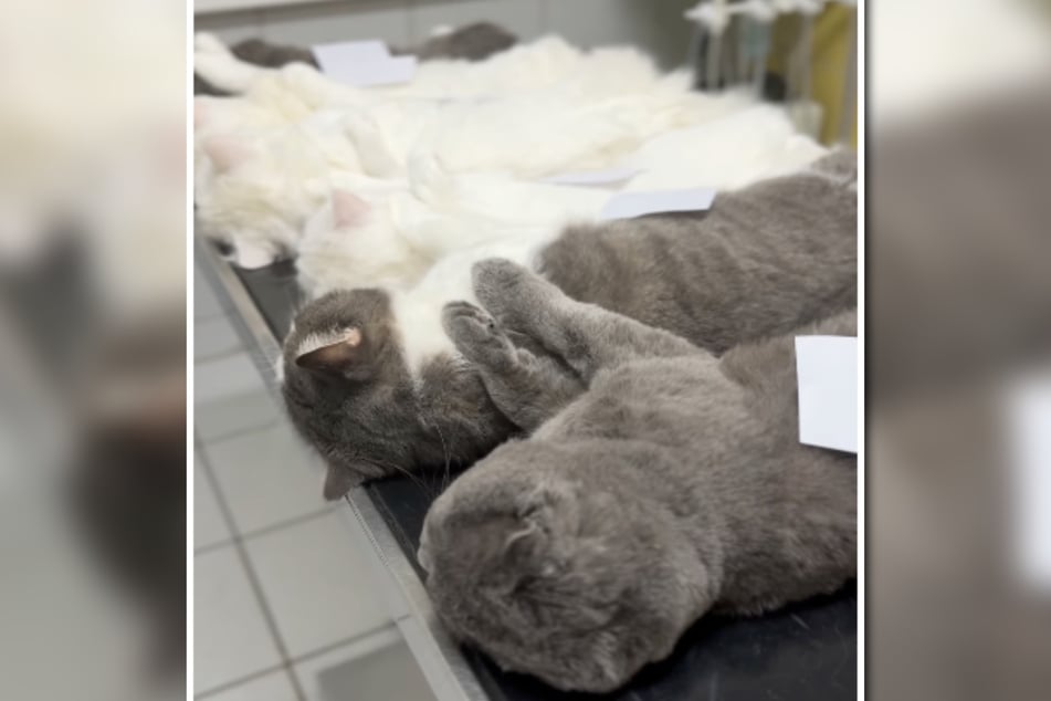 Los doce gatos fueron sedados antes del procedimiento y alineados uno al lado del otro.