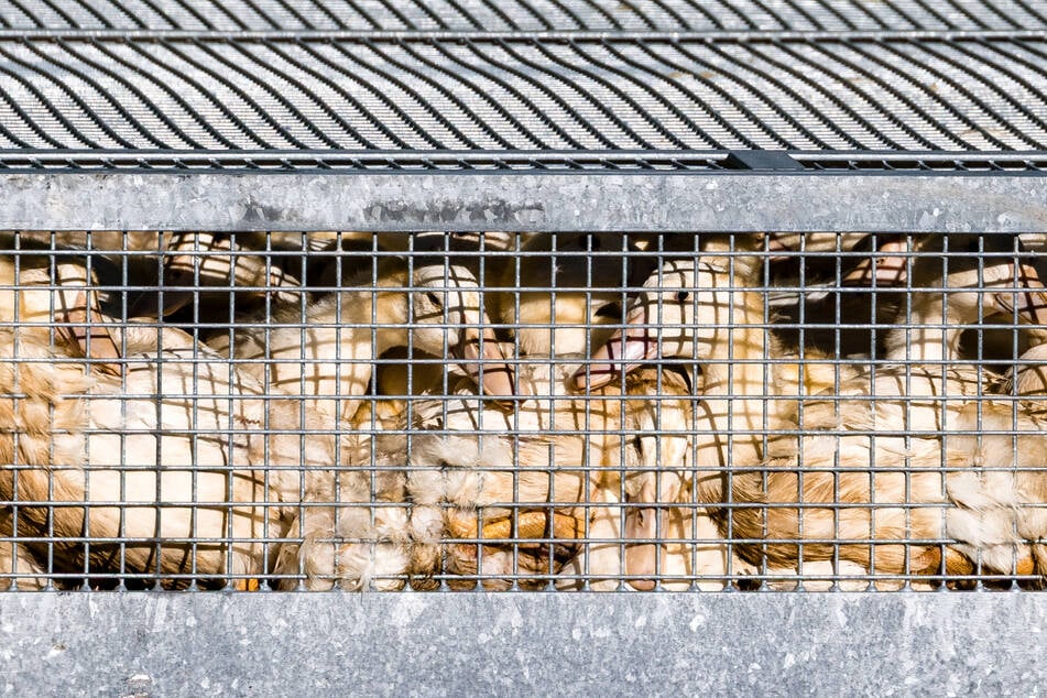 Vogelgrippe breitet sich immer mehr aus: So viele Tiere mussten schon getötet werden