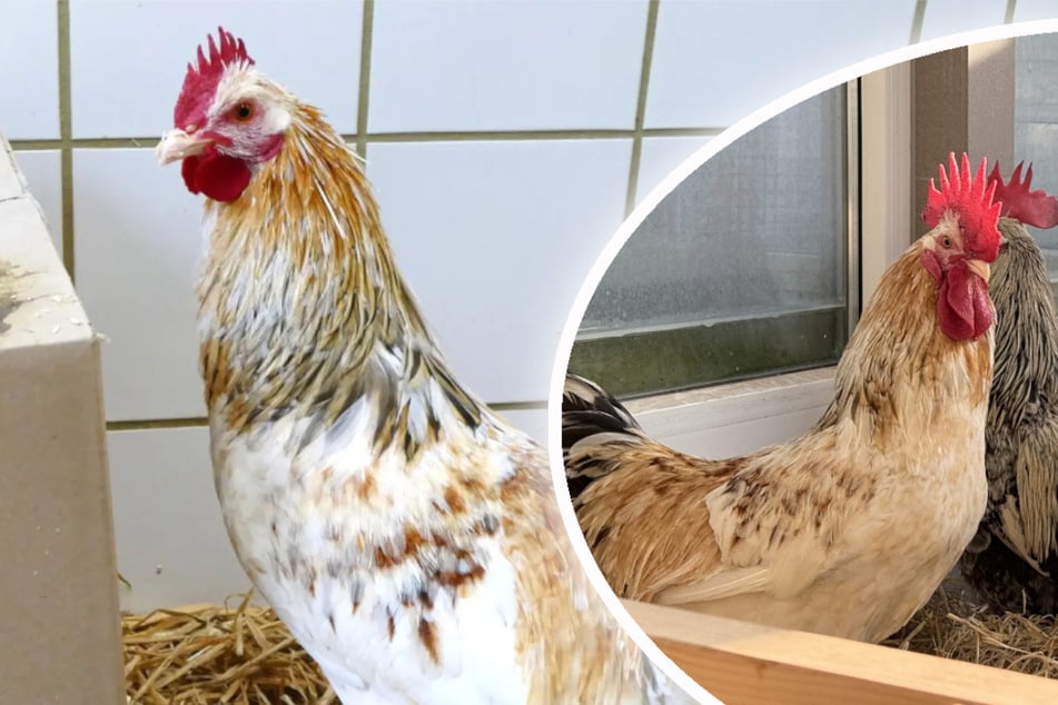 Hahn auf Balkon angekettet: Er sollte gemästet und gegessen werden