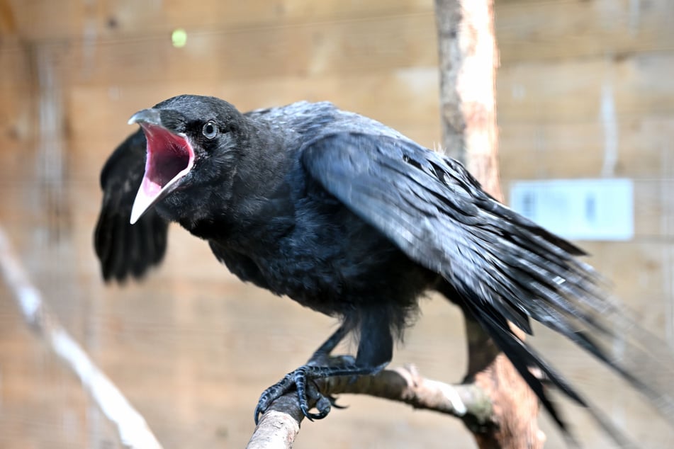 Mehr als 20 Vögel melden jeden Tag Hunger an und müssen versorgt werden.