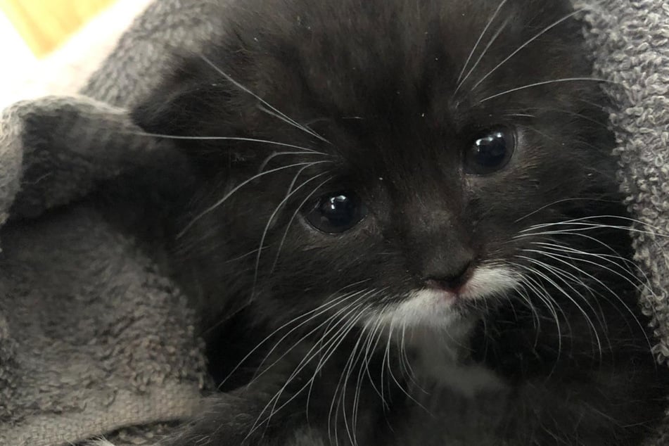 Niemals Geben Wir Ihn Weg Katzchen Garfield Erobert Die Herzen Tag24