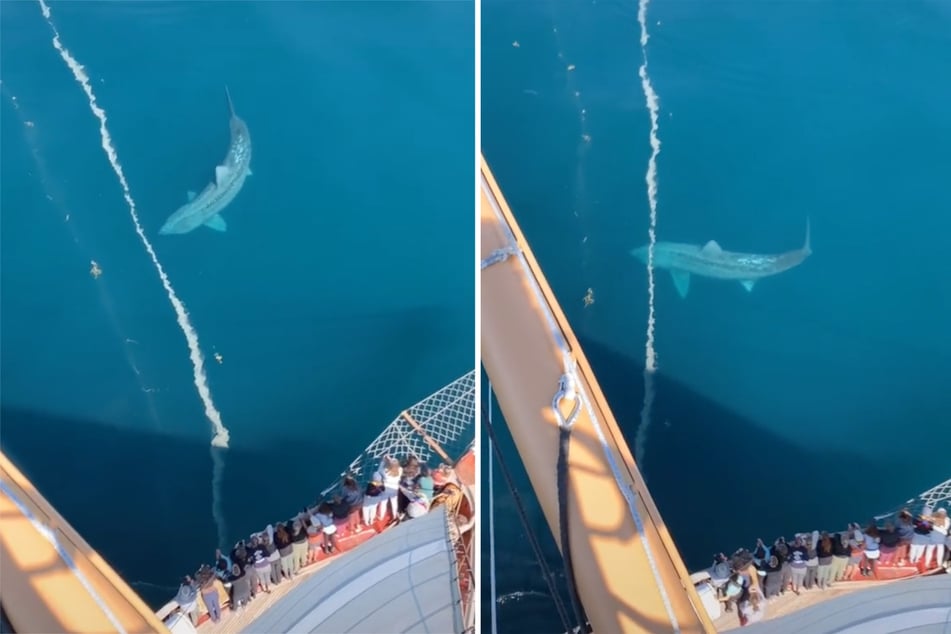 At the bottom of the picture, viewers can see how small a group of people looks compared to the giant shark (collage).