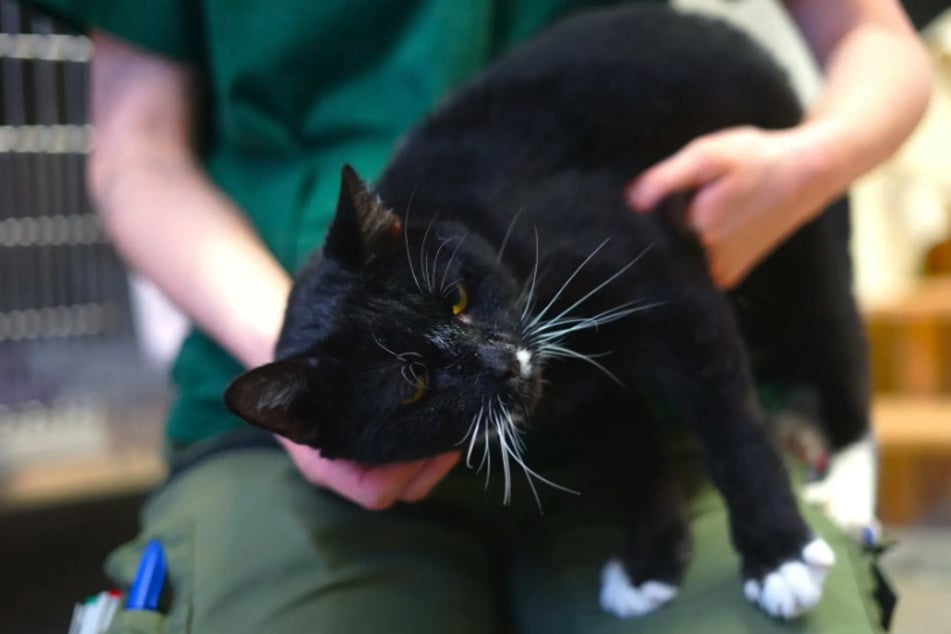 Fredo leidet an einer Leberveränderung und musste auch bereits eine Zahnsanierung durchstehen.