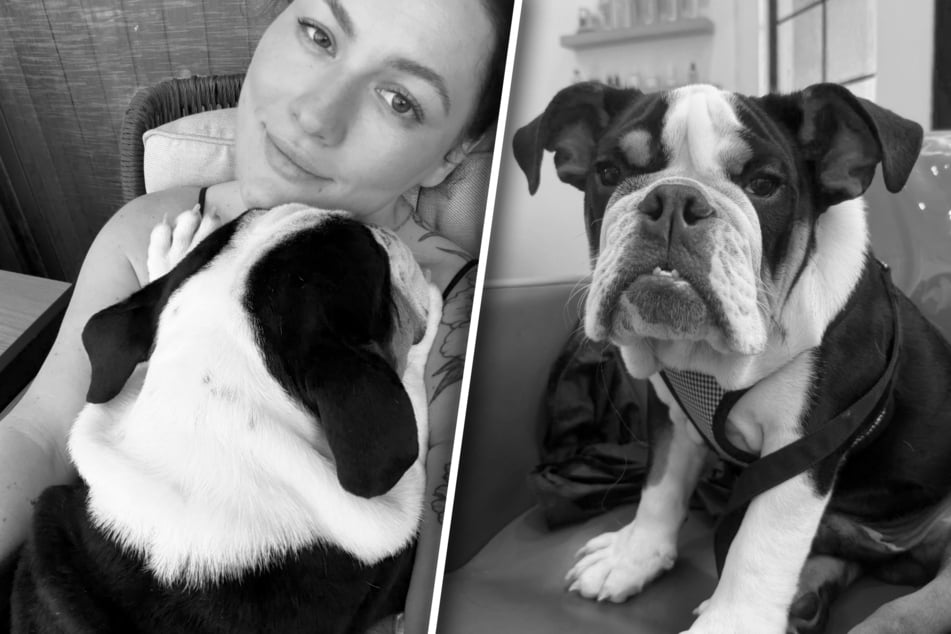 Drama in Hundepension: Welpe Bruce ertrinkt im Pool, seine Besitzer erfahren erst Tage später davon