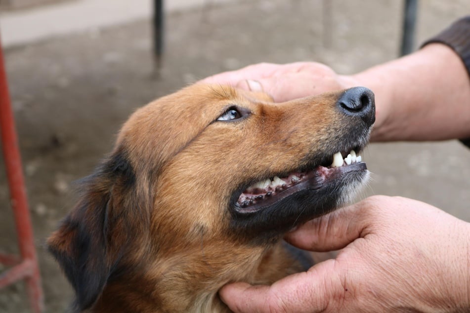 Der Zahnwechsel kann für Hund und Halter eine anstrengende Phase sein.