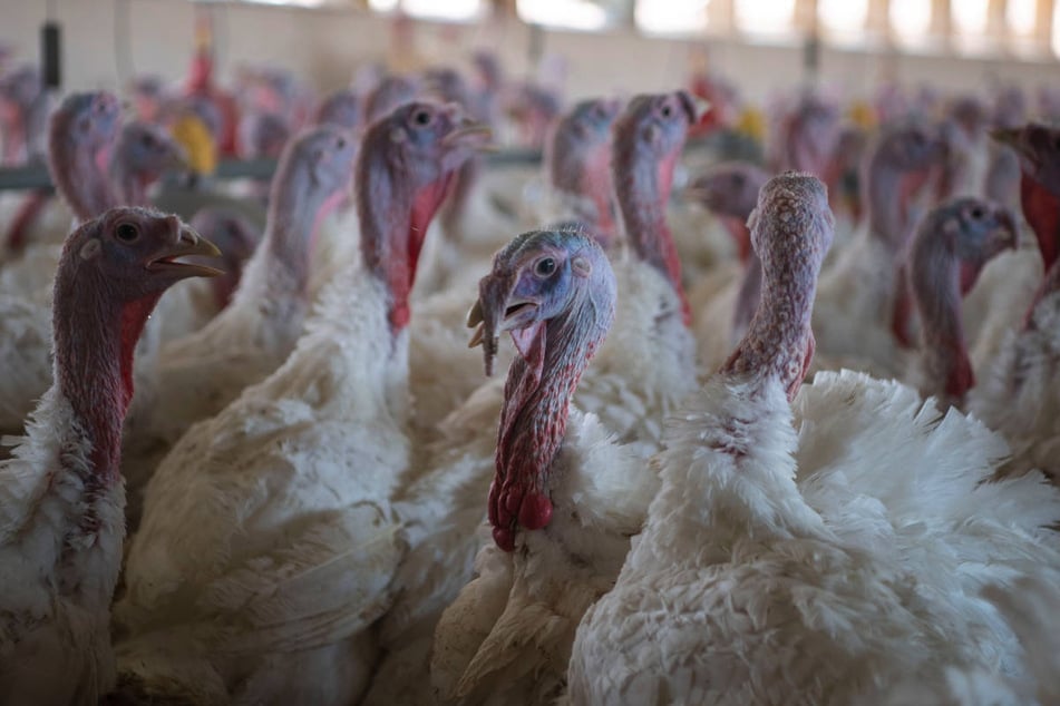 In den betroffenen Betrieb müssen rund 23.000 Puten gekeult werden. (Symbolfoto)
