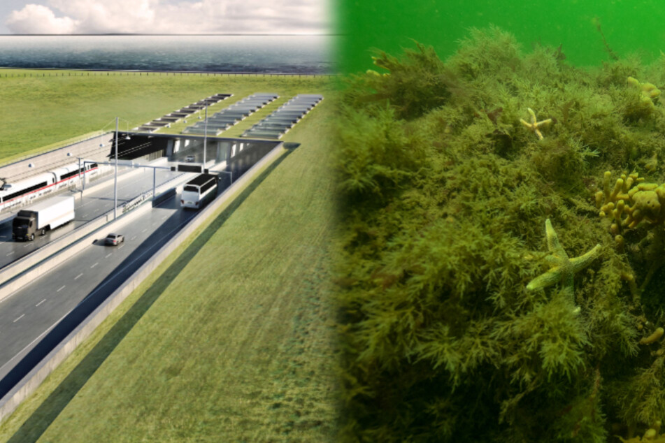Verzögern unbekannte Riffe in der Ostsee den Bau des Fehmarnbelt-Tunnels?