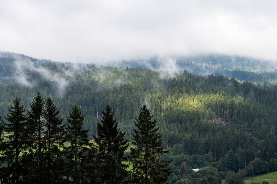 Die Frau war mit einem Mann im Schwarzwald unterwegs.