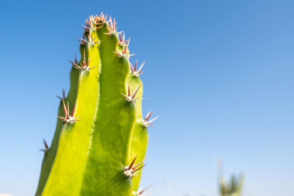 Mit etwas Fantasie kann man den stacheligen Katzenpenis mit einem dornigen Kaktus vergleichen.