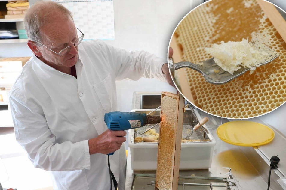 "In Sachsen liefern Bienenvölker durchschnittlich 25 bis 35 Kilo Honig", sagt Dr. Michael Hardt beim Ablösen der Wachsdeckelchen von den Bienenwaben mit einem Heißluftfön (l.) und einer Entdeckelungsgabel (r.o.).