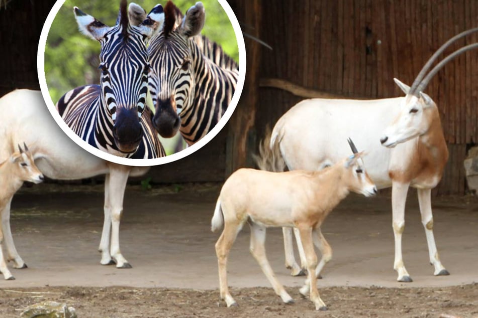 Mobbing unter Tieren? Zebras im Leipziger Zoo haben es auf Säbelantilopen-Baby abgesehen