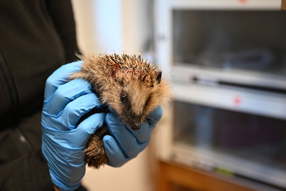Dieser Igel, der bei der Igelhilfe Radebeul landete, wurde mutmaßlich von einem Gartengerät verletzt und benötigt medizinische Hilfe.