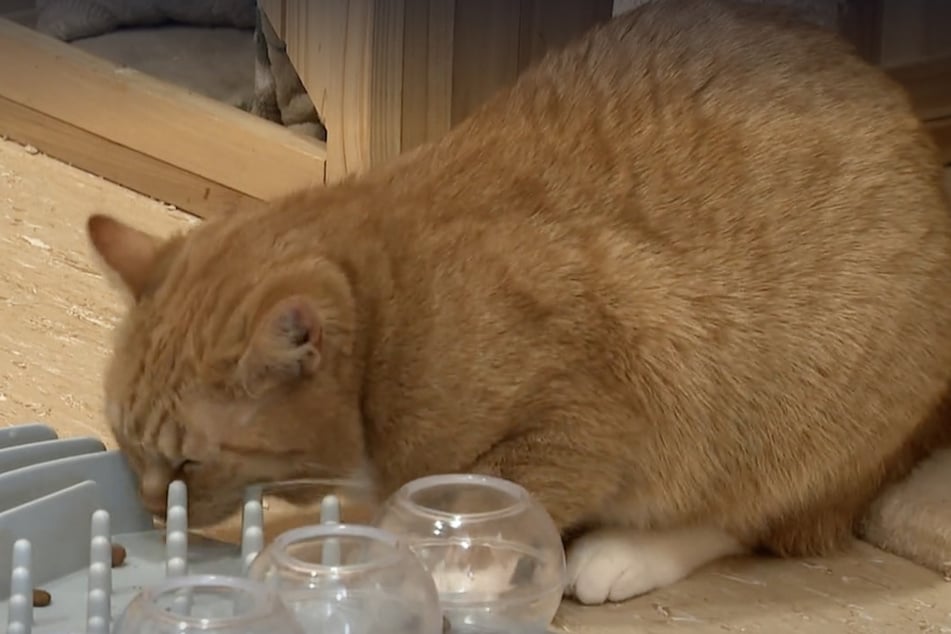 Mia sucht ebenfalls ein neues Zuhause.